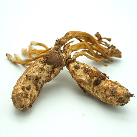 野生金蝉花中药材煲汤上品南方的冬虫夏草300g瓶装