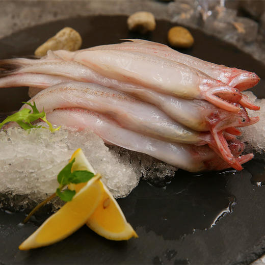 骤到 野生冰鲜九肚鱼(热气)500g/8-10条 独立装 当天捕捞