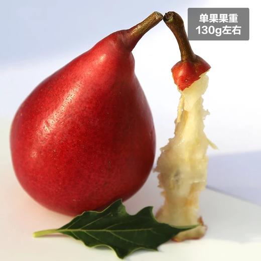 陕西大荔渭南红啤梨当季水果吃软不吃硬可以吸的梨子现摘5斤包邮 商品图4