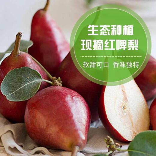 陕西大荔渭南红啤梨当季水果吃软不吃硬可以吸的梨子现摘5斤包邮 商品图1
