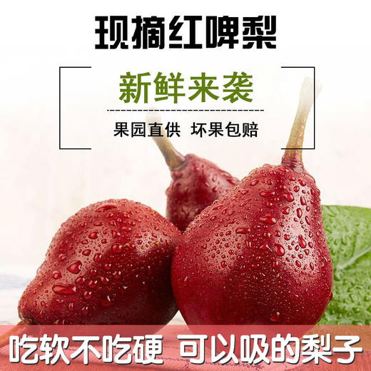 陕西大荔渭南红啤梨当季水果吃软不吃硬可以吸的梨子现摘5斤包邮 商品图0