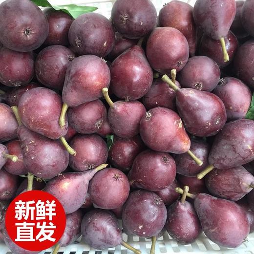 陕西大荔渭南红啤梨当季水果吃软不吃硬可以吸的梨子现摘5斤包邮 商品图5