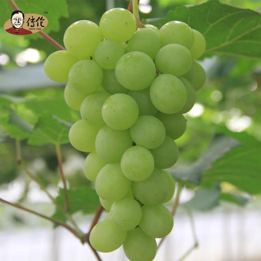 现货新鲜玫瑰香葡萄4斤马陆葡萄传伦有机葡萄新鲜水果江浙沪包邮