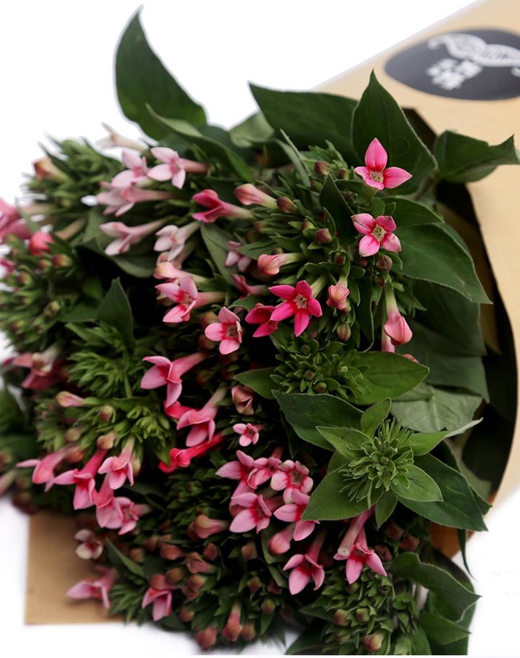 文艺清新胡须先生进口玫红色十字花 寒丁子 花束 鬍鬚有你鲜花旗舰店