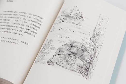 伊索寓言 伊索 马嘉恺译 外国文学 插画 精装 世界名著 纯手绘写实风格插画 儿童文学 儿童文学作家马嘉恺精译 2015新书 果麦图书 商品图4