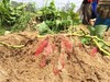 【快递包邮产地直发】桥头地瓜 商品缩略图5