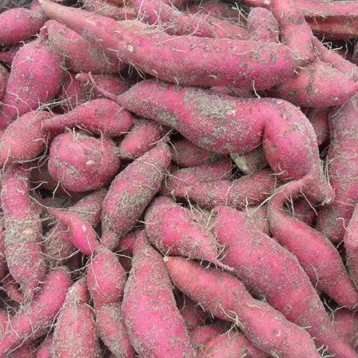 【快递包邮产地直发】桥头地瓜 商品图3