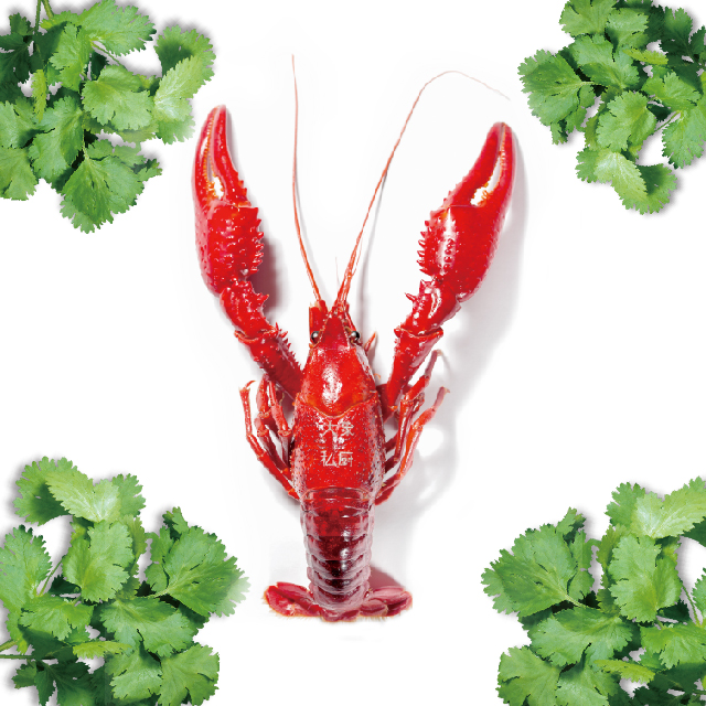 【奇异香菜】三斤（活虾净重）