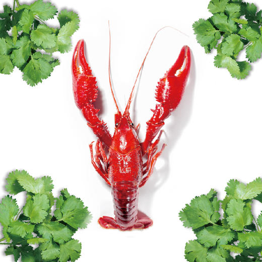 【奇异香菜】三斤（活虾净重） 商品图0