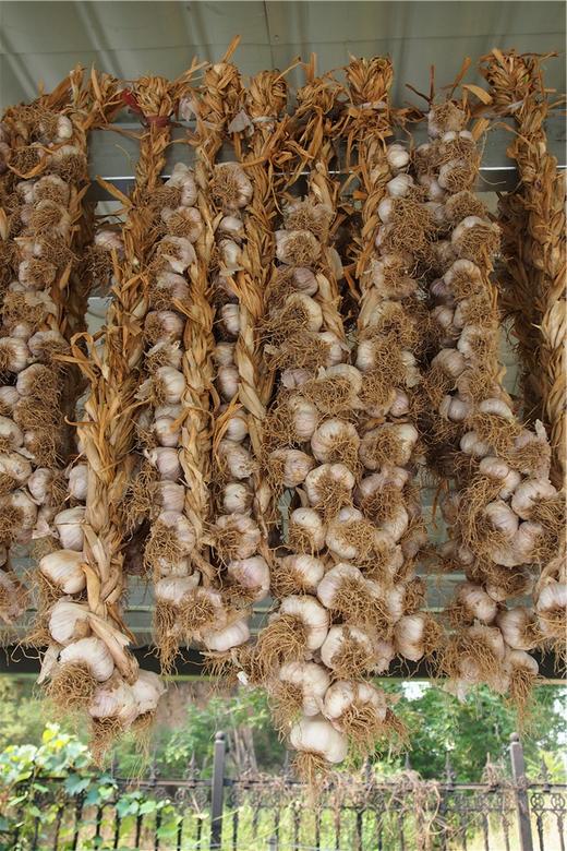 北甸子村农家自留地老品种紫皮蒜   大蒜 商品图5