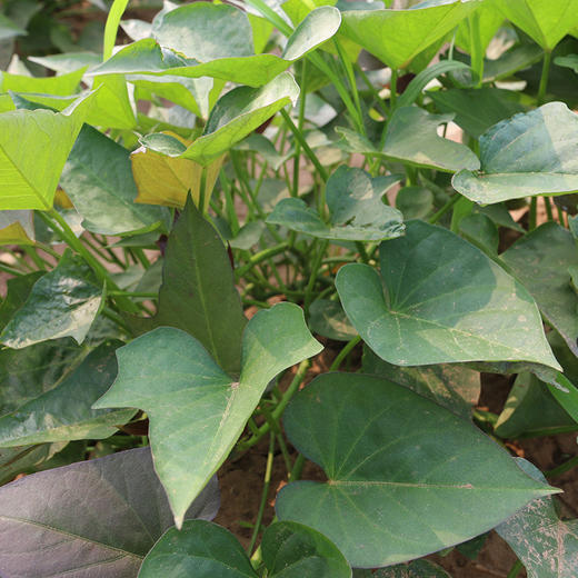 密云新鲜现摘红薯叶300g    农家肥种植  鲜嫩可口  吃法多样 商品图8