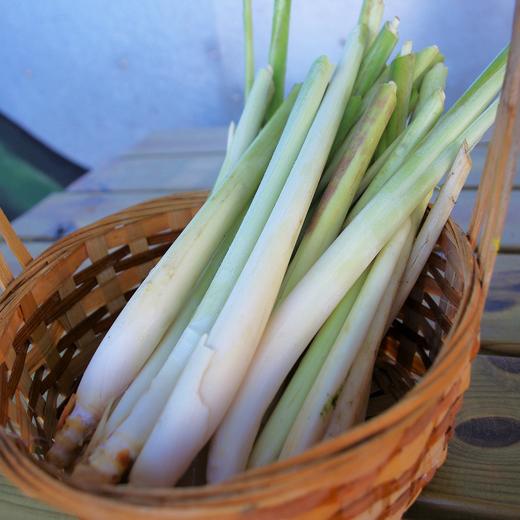 种苗·香茅 | 绿家自产*Citronella seeding | Self-producted 商品图1
