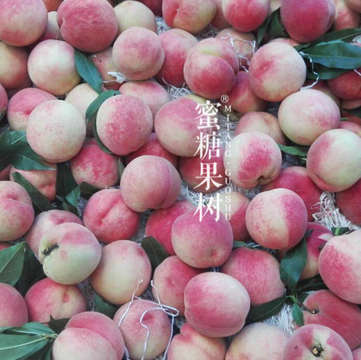 2021年最后的水蜜桃晚福锦