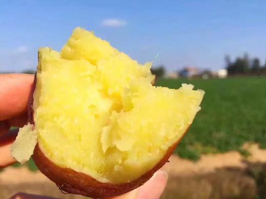 【快递包邮产地直发】桥头地瓜 商品图0