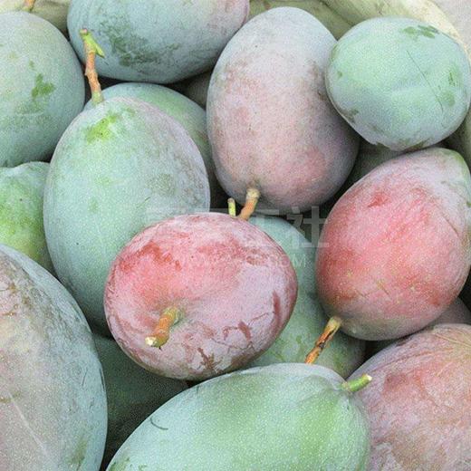 攀枝花凯特芒果核薄肉多细嫩多汁