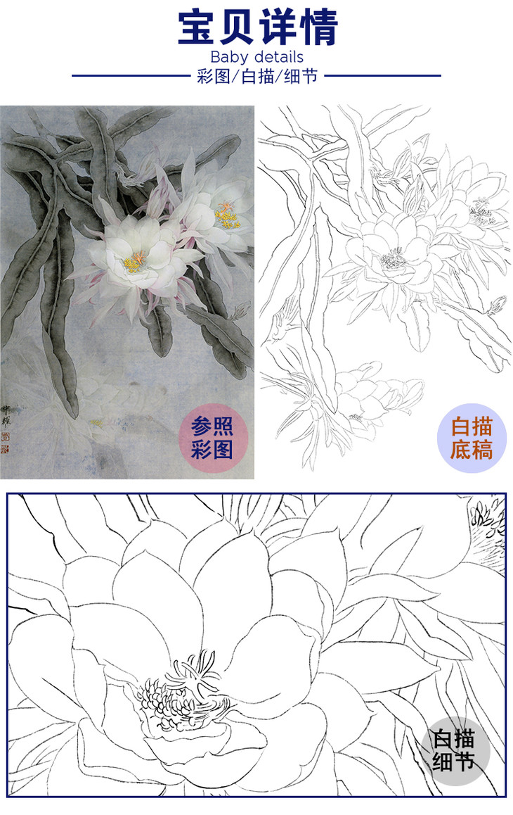 竖幅工笔花鸟白描底稿周中耀昙花一瞬亦永恒多种白描尺寸可选zt11