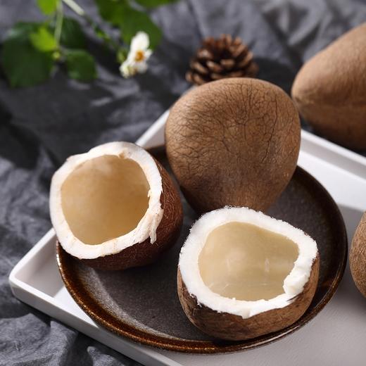 精选椰子皇印度白玉海椰皇1个 香浓无汁煲汤佳品
