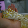 生态绿豆芽 | 绿家自产* Eco- mung bean sprouts | Self-production 商品缩略图3