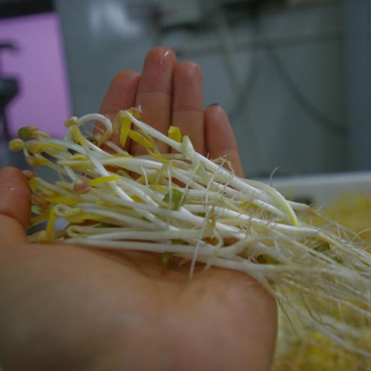 生态绿豆芽 | 绿家自产* Eco- mung bean sprouts | Self-production 商品图3