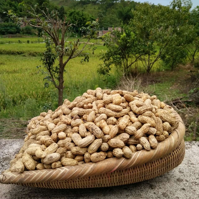 乡下本地水煮咸花生太阳晒制水煮花生绿色纯天然营养花生数量有限