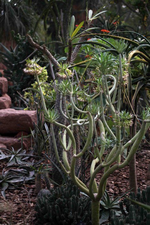 珍奇沙生植物非洲千里光seneciokleinia