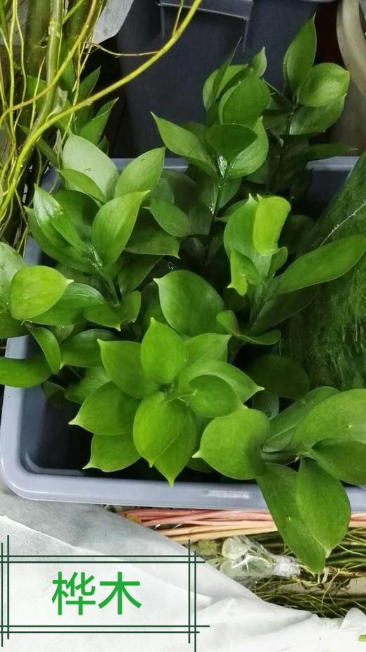 【超长待机】大桦木（橘叶）10支/扎 商品图5