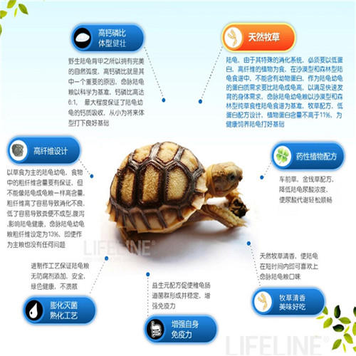 陆龟幼龟粮经典系列 商品图5