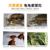 【基础粮】经典系列40%高蛋白主粮诱食龟苗开口粮成长型0-1岁 商品缩略图4