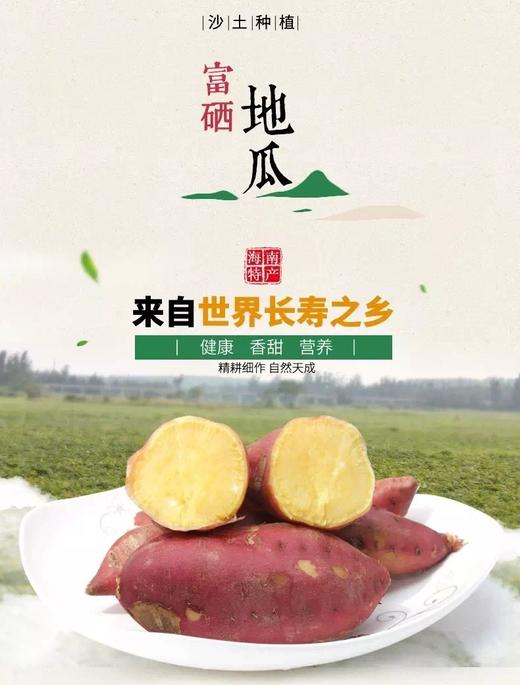 【快递包邮产地直发】桥头地瓜 商品图7