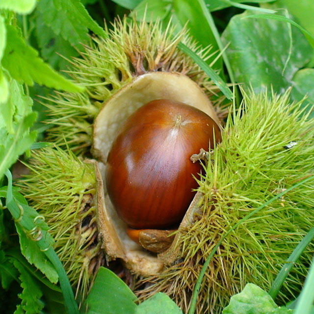 【2020年新鲜红板栗】 大别山板栗 生板栗 油板栗 红板栗子500g