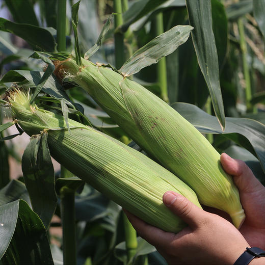 农家甜糯玉米 现掰现发  黏糯甜嫩  颗粒饱满  带皮发货  5斤 商品图5
