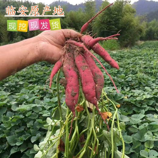 【精选】临安小香薯天目山小红薯5斤新鲜紫薯地瓜板栗薯农家番薯包邮 商品图2