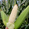 农家甜糯玉米 现掰现发  黏糯甜嫩  颗粒饱满  带皮发货  5斤 商品缩略图4