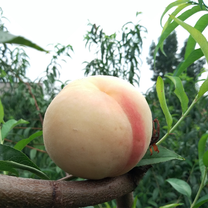 【有赞精选】山东蒙阴白蜜桃--鲜嫩多汁 个大饱满 果肉细腻 刚收到脆