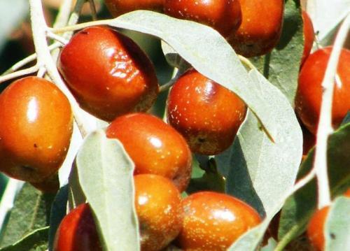 大促精品新疆阿图什沙枣