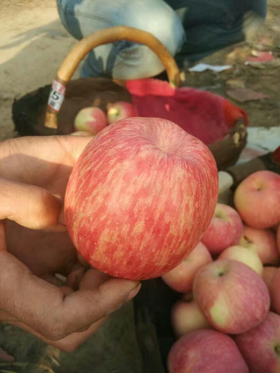 铜川苹果上市啦!水宝甜脆香甜可口一件包邮!一件净重10斤!65元一件!