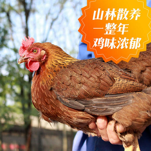 凤凰城尚品原种清远鸡老母鸡约1kg御品肉质汤味浓郁