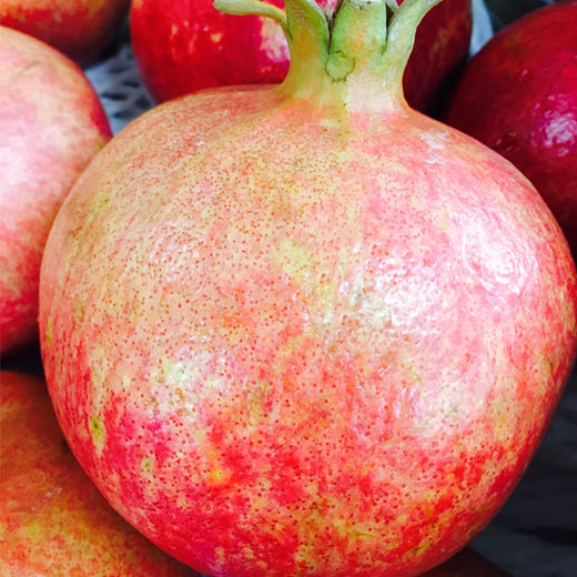 秘鲁| 红宝石石榴 饱满颗粒