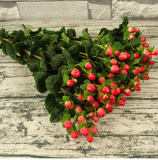 红豆相思豆单品购