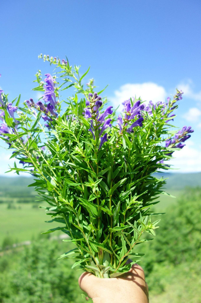 2017年夏新采·泻肺火降血压 野生黄芩茶