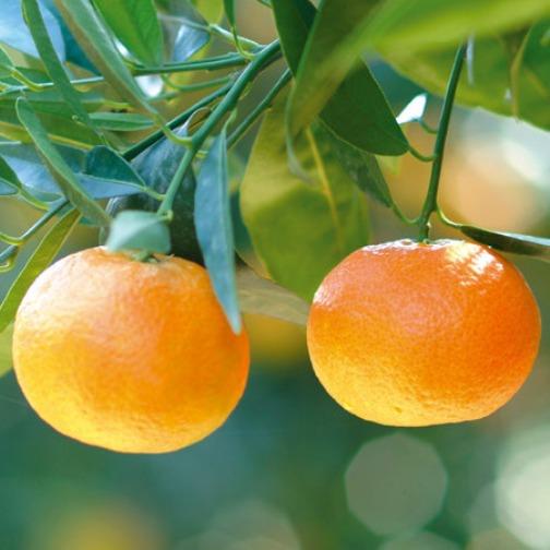克莱蒙橙叶精油 - 法国科西嘉岛 进口 商品图0