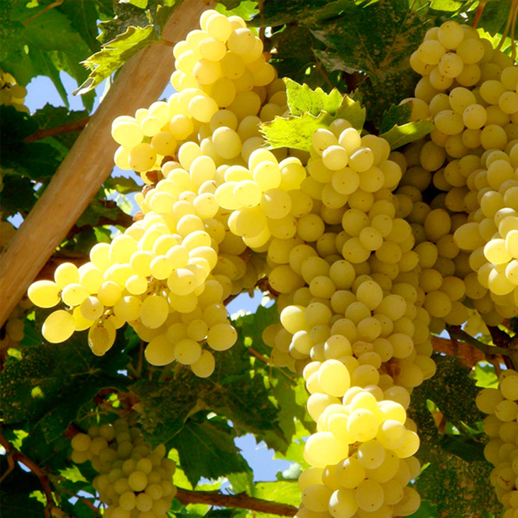 中秋团购款新疆三色葡萄大礼盒需预定50盒起售限上海市区