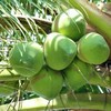 海南新鲜椰青椰子9个装现摘削皮椰子送吸管开椰器包新鲜夏日天然饮品包邮 商品缩略图5