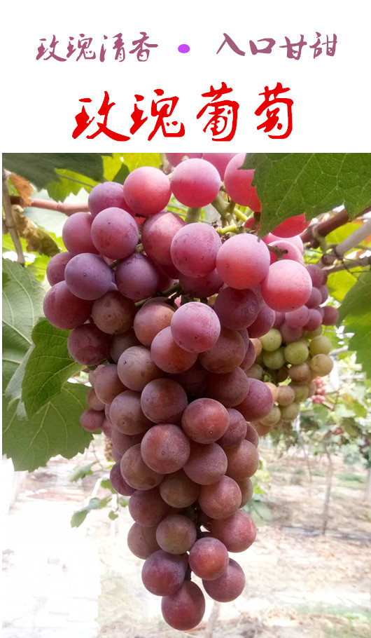 【7月21日发货】玫瑰味葡萄新鲜采摘青红相间,口感鲜甜,39.