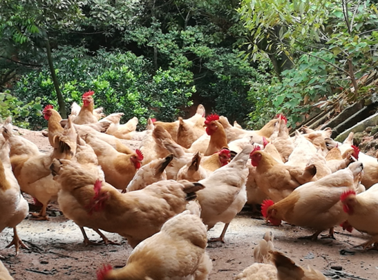 臻品卢氏飞凤卢氏飞凤月子鸡