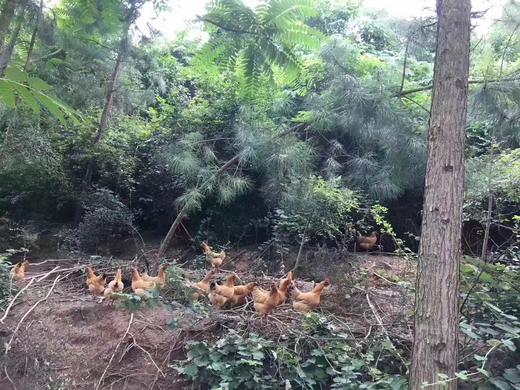 农家土鸡 土鸭（纯种本土品种 ） 商品图3