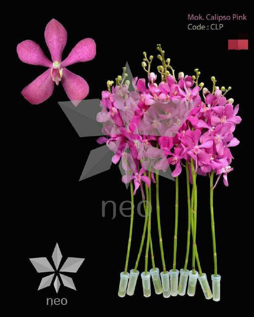 千代紫CL；10支/扎 商品图4