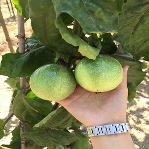 哈尔滨同城落地配送，海南钦蜜黄金百香果，蜂蜜般的香甜多汁 商品图1