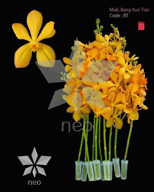 千代橙BT，10支/扎 商品图5