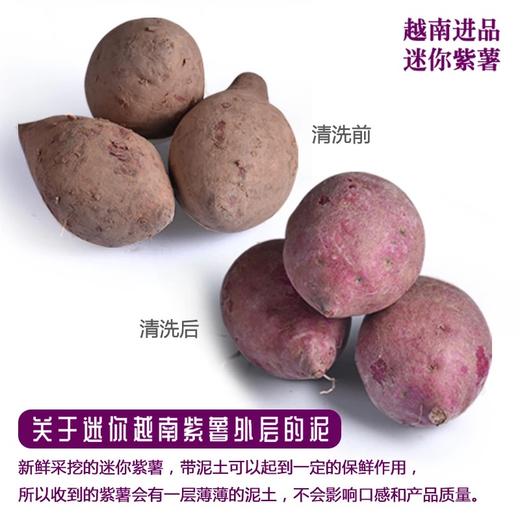 越南农家紫薯迷你新鲜番薯小紫薯仔地瓜红薯生甜红薯5斤装包邮 商品图7